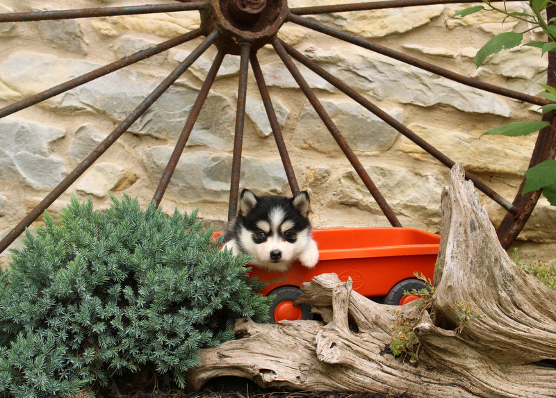 puppy, for, sale, Pomsky, Matthew B. Stoltzfus, dog, breeder, Gap, PA, dog-breeder, puppy-for-sale, forsale, nearby, find, puppyfind, locator, puppylocator, aca